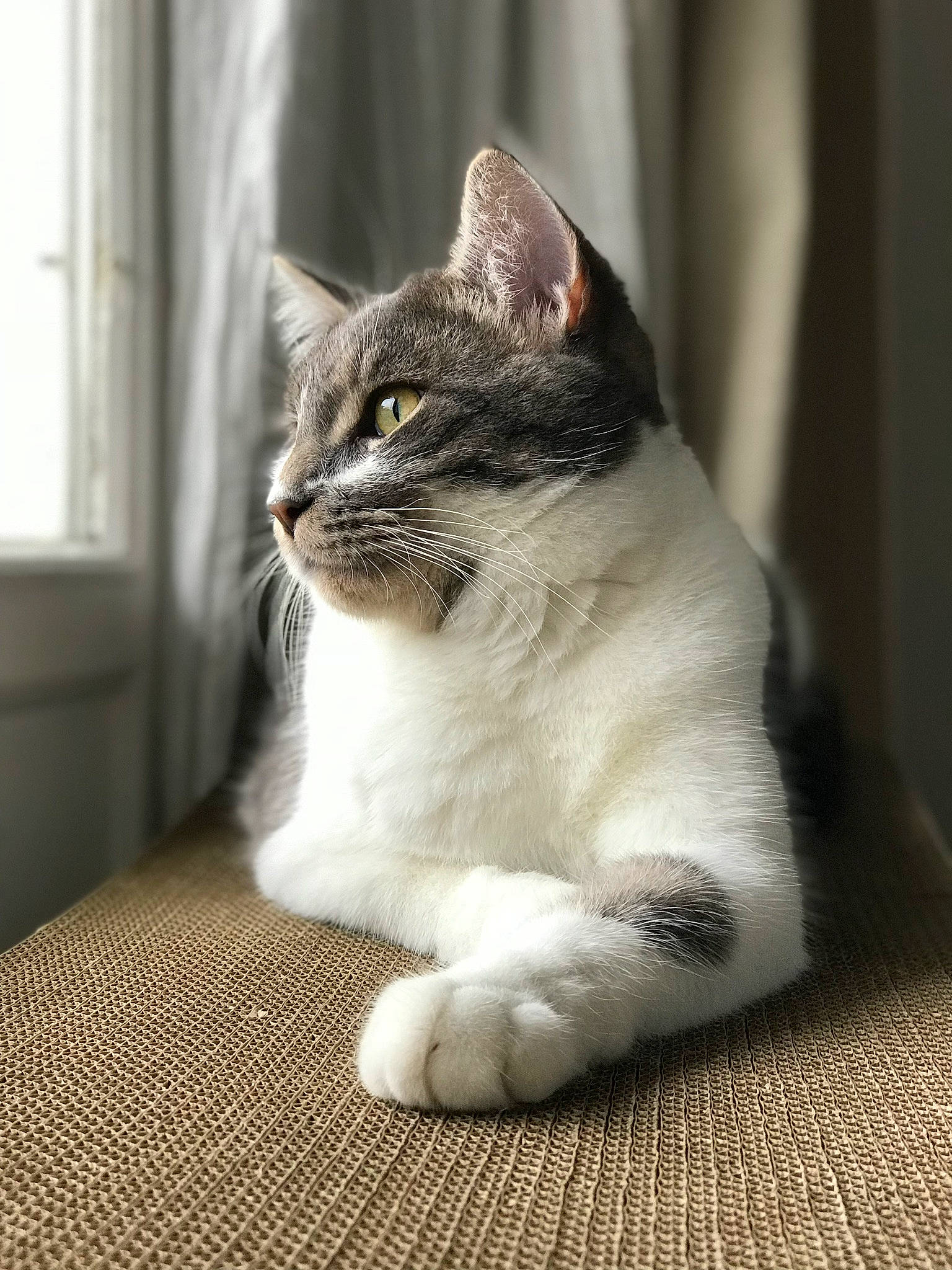 Louis Xv a rejoint le concours — aidez-le/la à gagner de superbes lots ! carnivore, cat, domestic_short_haired_cat, fawn, felidae, flooring, foot, fur, grey, human_leg, monochrome, monochrome_photography, paw, sitting, small_to_medium_sized_cats, snout, tail, terrestrial_animal, whiskers, window