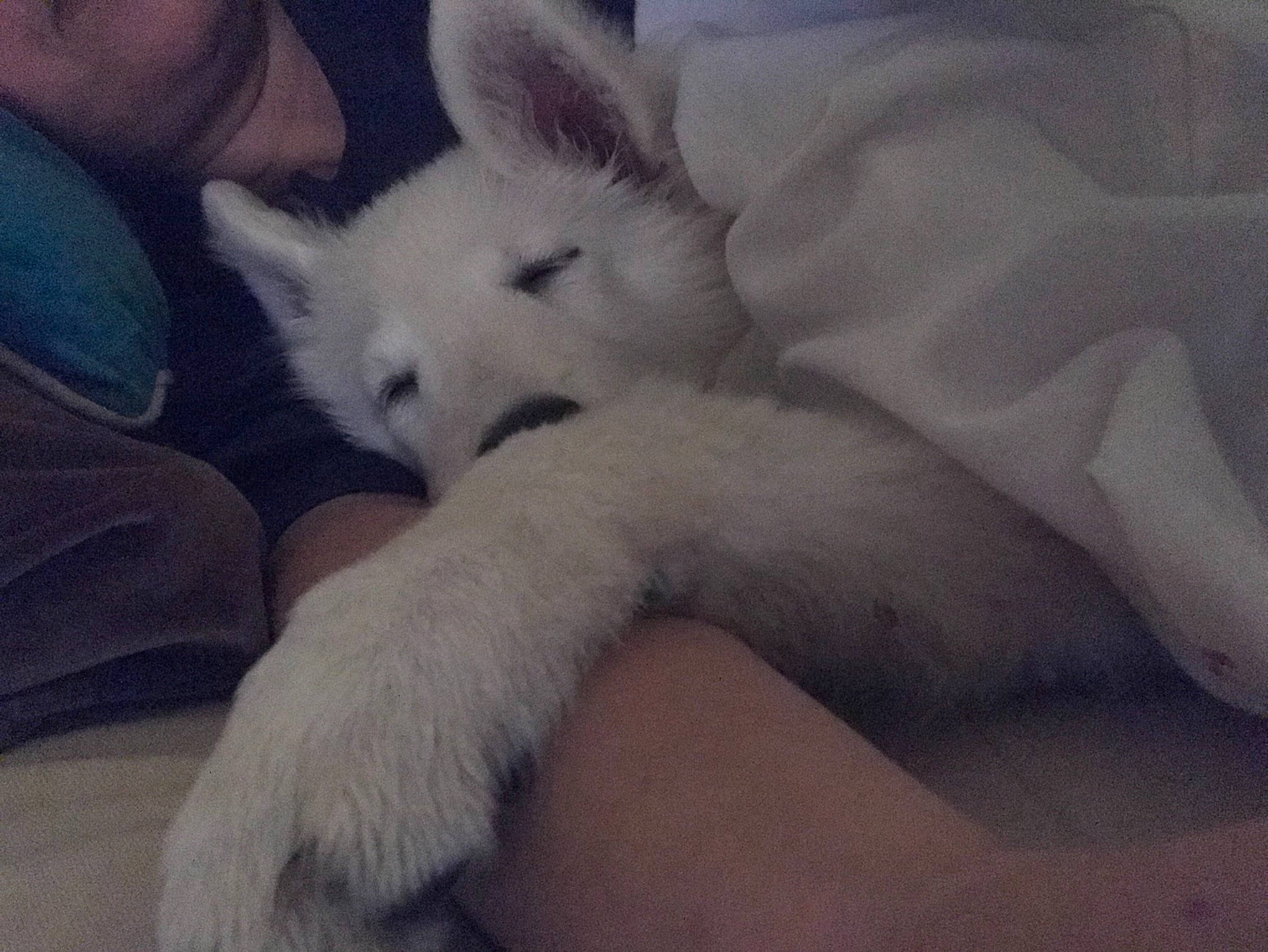 Scoop a rejoint le concours — aidez-le/la à gagner de superbes lots ! canidae, canis, carnivore, cloud, comfort, companion_dog, dog, dog_breed, fawn, felidae, fur, nap, non_sporting_group, paw, snout, sporting_group, tail, terrestrial_animal, whiskers, wildlife