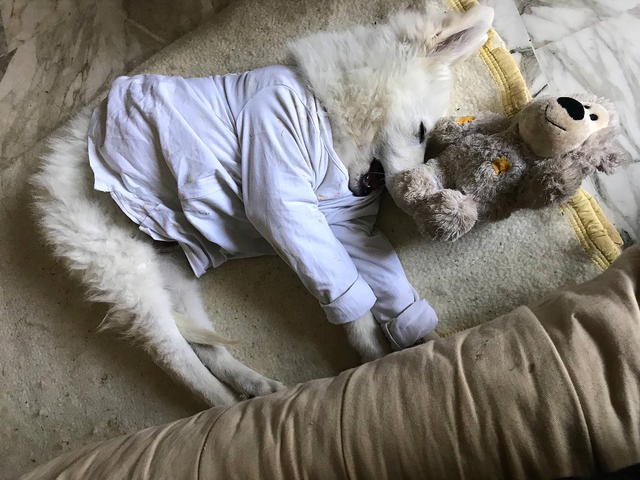 Scoop participe au concours pour gagner de l'argent avec cette photo : bed_sheet, bedding, carnivore, cat, claw, comfort, companion_dog, domestic_short_haired_cat, felidae, fur, grey, linens, nap, paw, sleep, small_to_medium_sized_cats, sporting_group, tail, terrestrial_animal, whiskers