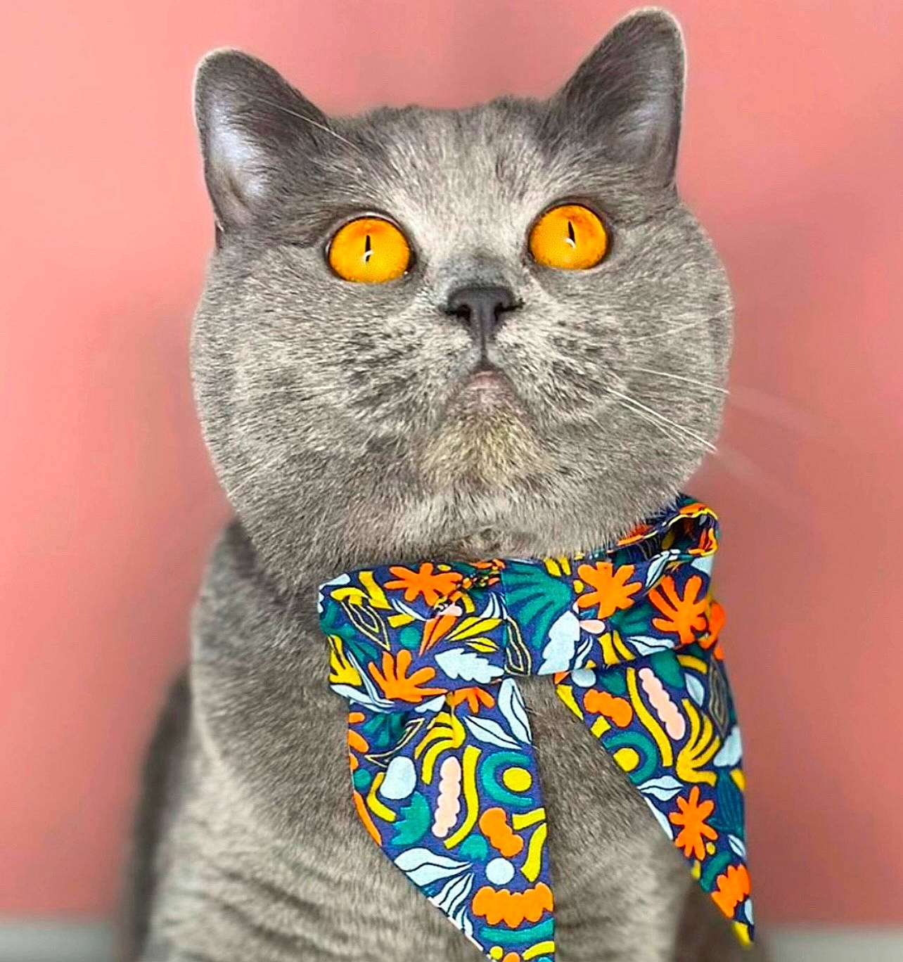 Florence joined the competition — help win amazing prizes! art, carnivore, cat, domestic_short_haired_cat, electric_blue, felidae, fur, grey, pattern, russian_blue, sitting, sleeve, small_to_medium_sized_cats, snout, tail, terrestrial_animal, visual_arts, whiskers