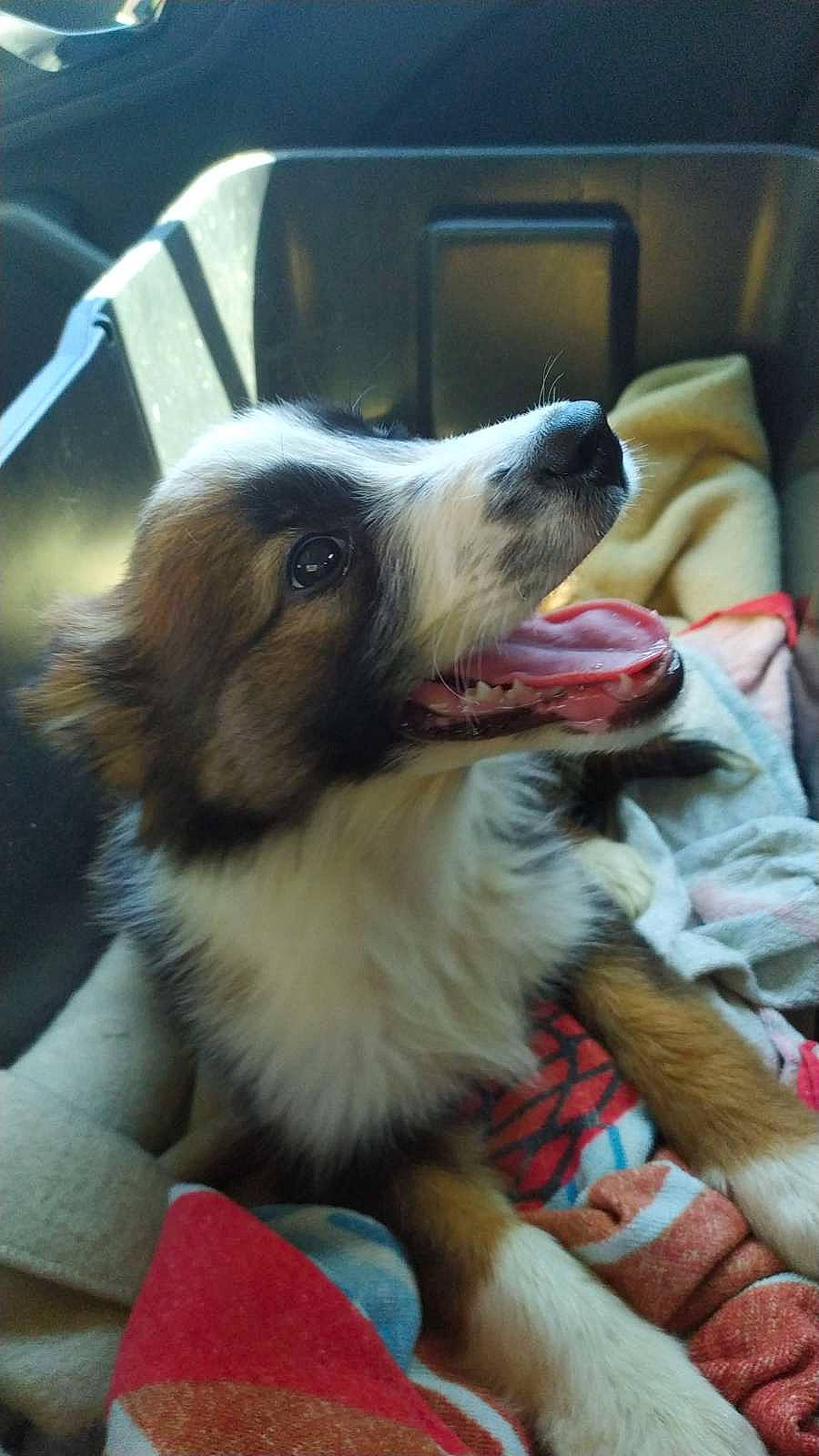 Luffy a rejoint le concours — aidez-le/la à gagner de superbes lots ! canidae, carnivore, comfort, companion_dog, dog, dog_breed, dog_supply, fang, fawn, felidae, fur, paw, pet_supply, scotch_collie, snout, sporting_group, whiskers, working_dog