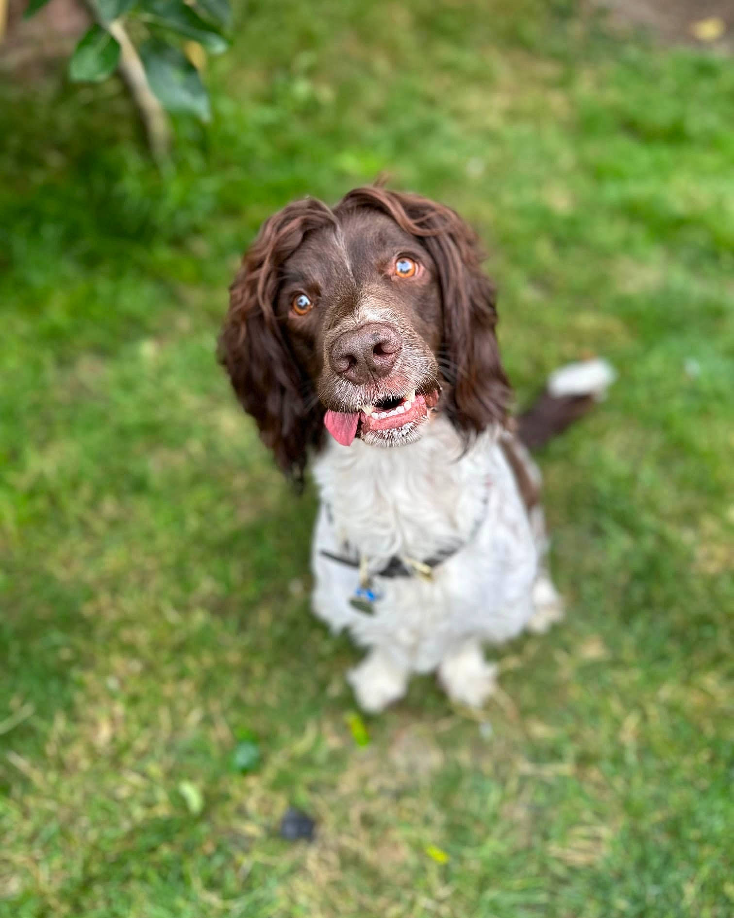Baliey is registered to the contest to win money with this photo: biting, canidae, carnivore, companion_dog, dog, dog_breed, dog_collar, fur, grass, gun_dog, hunting_dog, liver, recipe, snout, spaniel, sporting_group, terrestrial_animal, working_dog