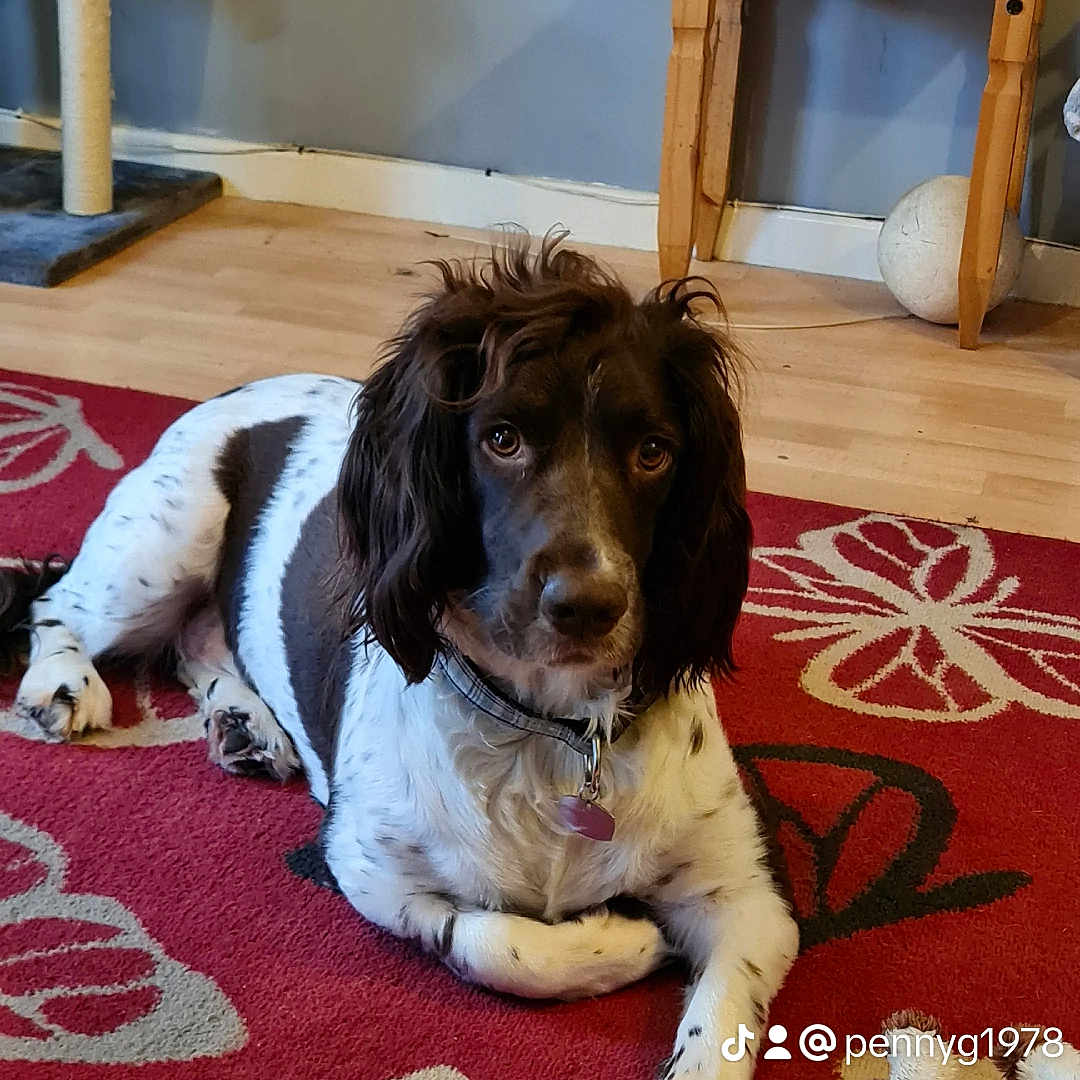 Bailey joined the competition — help win amazing prizes! animal, architecture, building, canine, cockerspaniel, dog, furniture, hardwood, homedecor, hound, indoors, interiordesign, livingroom, pet, plywood, pointer, puppy, room, table, wood
