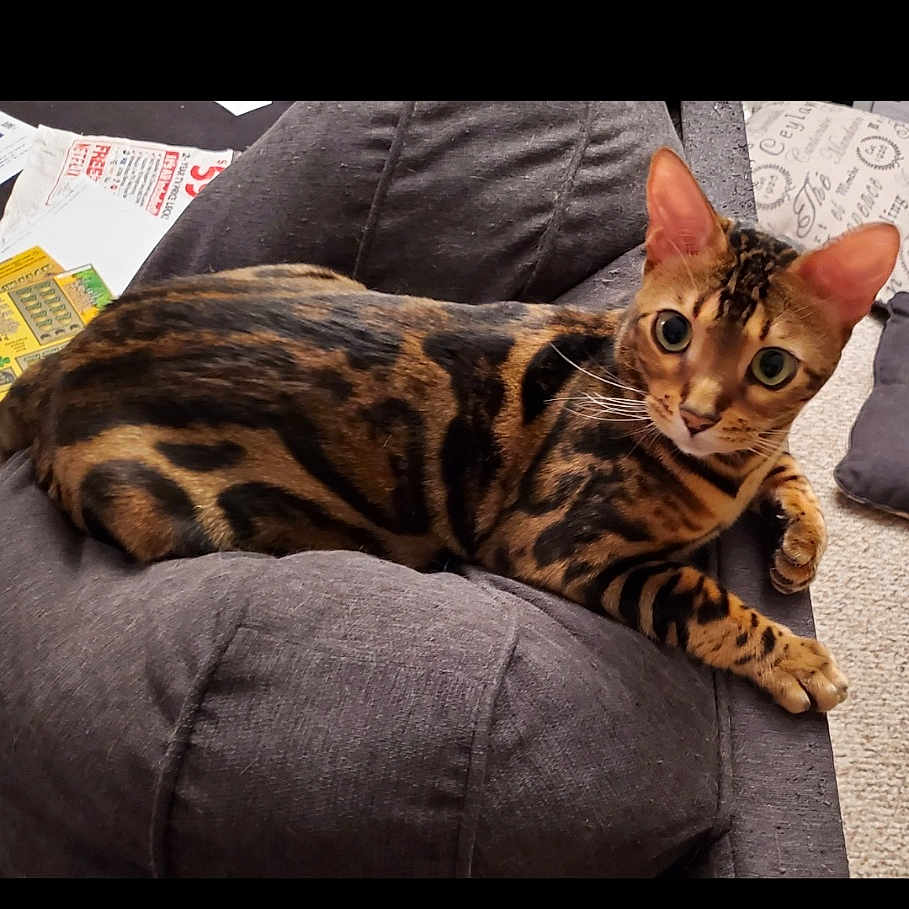 Jax is registered to the contest to win money with this photo: animal, bengal_cat, carpet, cat, cozy, cushion, ears, eyes, feline, fur_pattern, gray, indoor, looking_at_camera, papers, pet, relaxed, resting, spotted, striped, whiskers