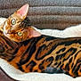 Jax is registered to the contest to win money with this photo: bengal_cat, cat, pet_bed, feline, striped_fur, spotted_fur, orange, black, green_eyes, ears, whiskers, cozy, resting, indoor, animal, cute, looking_at_camera, relaxed, fur_pattern, close_up