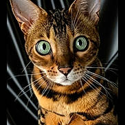 Jax joined the competition — help win amazing prizes! cat, bengal_cat, close_up, green_eyes, portrait, feline, whiskers, ears, fur_pattern, animal, pet, domestic_cat, looking_at_camera, black_background, sharp_focus, indoor, cute, alert, mammal, animal_portrait