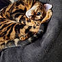 Jax is registered to the contest to win money with this photo: cat, bengal_cat, animal, pet, feline, striped, fur, tail, whiskers, eye, curled, resting, cozy, cushion, indoor, closeup, cute, domestic_animal, sleepy, relaxed