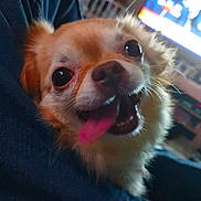 Fudge is registered to the contest to win money with this photo: dog, small_dog, tongue_out, happy, close_up, pet, fur, brown_fur, cute, animal, indoor, blurred_background, canine, companion, domestic_animal, smiling, face, friendly, tongue, wide_eyes