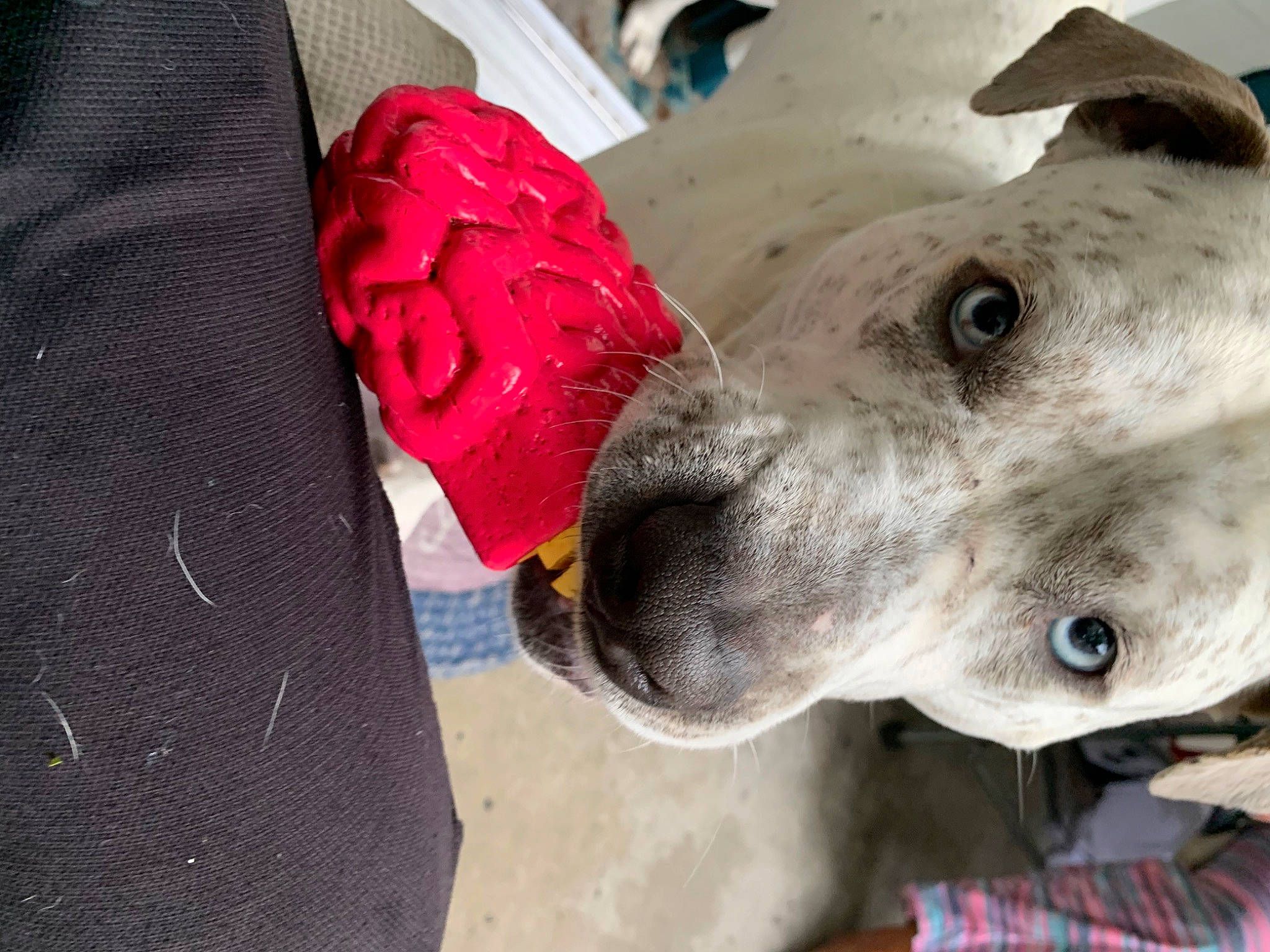 Poker is registered to the contest to win money with this photo: adventure, carmine, dog_breed, electric_blue, fashion_accessory, fawn, livestock, metal, non_sporting_group, pattern, plaid, recreation, snout, tartan, terrestrial_animal, whiskers, working_animal