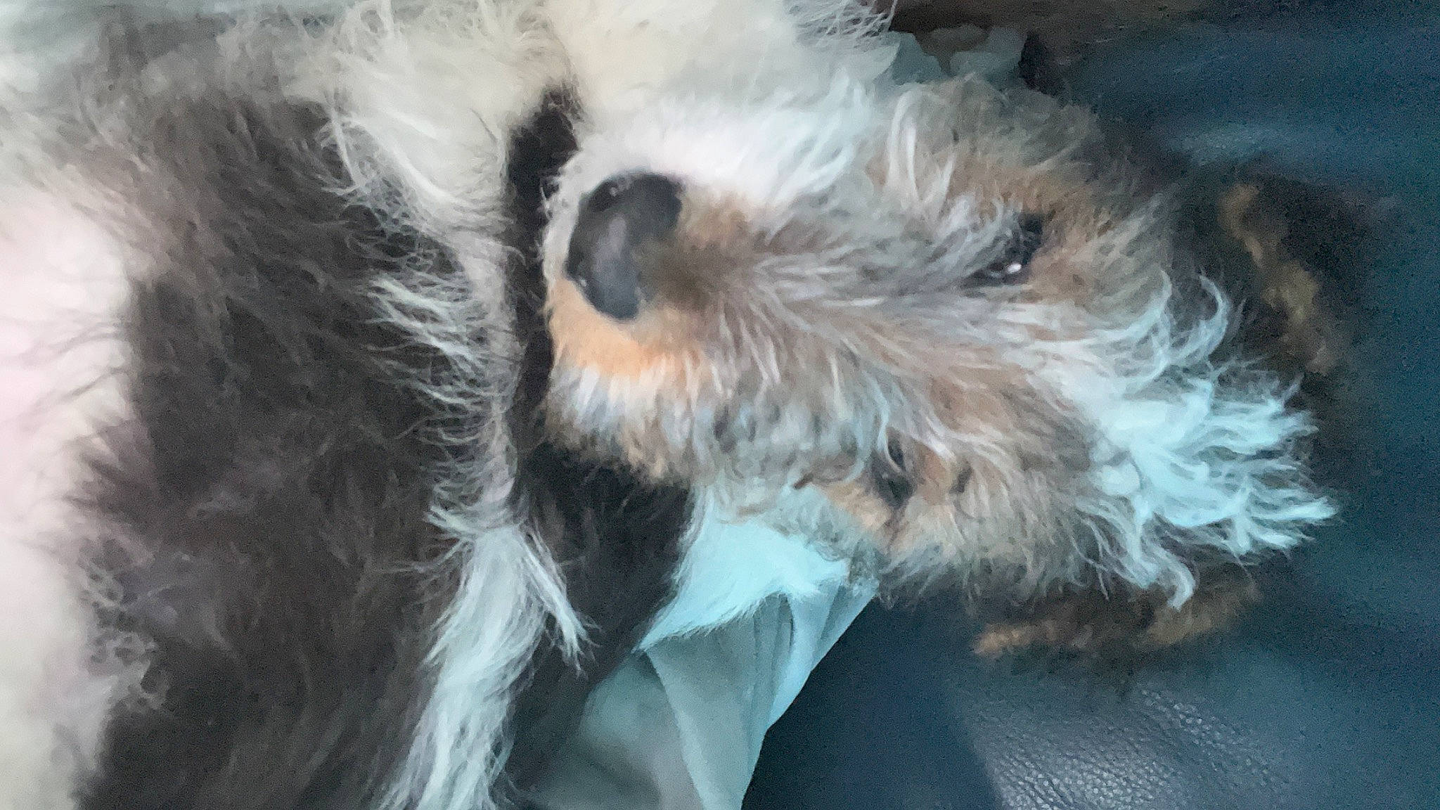 Del is registered to the contest to win money with this photo: biewer_terrier, canidae, carnivore, companion_dog, dog, dog_breed, fur, maltepoo, non_sporting_group, paw, puppy, schnauzer, shih_poo, small_terrier, snout, sporting_group, terrier, toy_dog, whiskers, working_animal