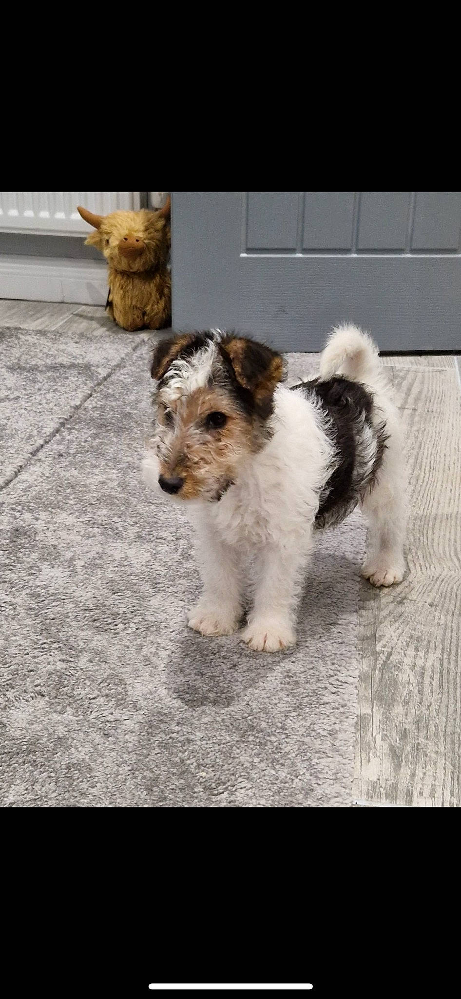 Del is registered to the contest to win money with this photo: carnivore, companion_dog, dog, dog_breed, flooring, fur, sporting_group, tail, terrestrial_animal, terrier, toy_dog, working_animal, working_dog