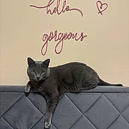 Winter is registered to the contest to win money with this photo: cat, gray_cat, headboard, wall_art, text_art, hello_gorgeous, heart_shape, indoor, furniture, relaxed, pet, animal, cozy, bedroom, soft_texture, decor, cute, domestic_cat, resting, paw