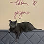 cat, gray_cat, headboard, wall_art, text_art, hello_gorgeous, heart_shape, indoor, furniture, relaxed, pet, animal, cozy, bedroom, soft_texture, decor, cute, domestic_cat, resting, paw