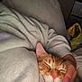 cat, sleeping, hand, cozy, ginger_cat, person, blanket, fabric, comfort, indoor, closeup, pet, resting, warm_lighting, soft_texture, napping, domestic_animal, cute, relaxation, feline