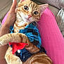 Ace is registered to the contest to win money with this photo: cat, orange_tabby, pet, indoor, clothing, blue_shirt, red_bow, person, hand, pink_pants, couch, relaxed, cute, feline, whiskers, fur, domestic_animal, closeup, cozy, portrait