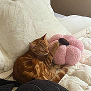 Ace joined the competition — help win amazing prizes! cat, ginger_cat, sleeping, bed, plush_toy, pink, white_bedding, cozy, indoor, feline, pet, resting, soft_texture, animal, cute, relaxed, striped_fur, tail, paw, comfort