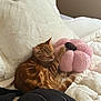 cat, ginger_cat, sleeping, bed, plush_toy, pink, white_bedding, cozy, indoor, feline, pet, resting, soft_texture, animal, cute, relaxed, striped_fur, tail, paw, comfort