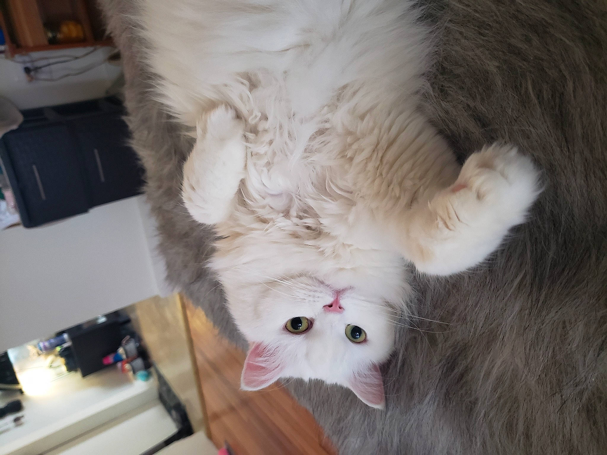 Rofy joined the competition — help win amazing prizes! canidae, carnivore, cat, claw, dog_breed, domestic_short_haired_cat, fang, fawn, felidae, foot, fur, paw, small_to_medium_sized_cats, snout, sporting_group, tail, whiskers, wood, yawn