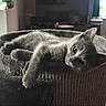 cat, gray_cat, cat_bed, feline, pet, indoor, cozy, relaxed, curious, living_room, home, furniture, soft_light, stretching, animal, cute, domestic_cat, resting, paw, ears