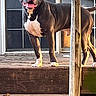 Bear is registered to the contest to win money with this photo: dog, pitbull, canine, pet, outdoor, deck, wood, tongue_out, happy, standing, sunlight, door, window, domestic_animal, animal, mammal, ears, eyes, nose, tail