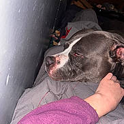 Bear is registered to the contest to win money with this photo: dog, pet, resting, blanket, hand, indoor, cozy, gray, white, fur, relaxed, sleepy, wall, bedroom, comfort, animal, domestic, closeup, human, touch