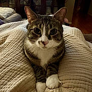 Nova joined the competition — help win amazing prizes! cat, tabby_cat, pet, animal, indoor, blanket, beige, furniture, cabinet, living_room, cozy, paws, fur, whiskers, cute, relaxed, curious, texture, comfort, home