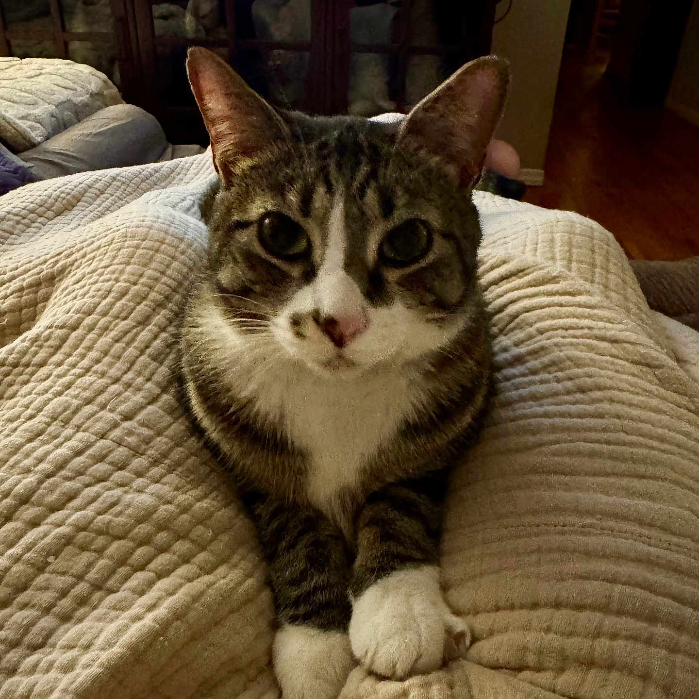 Nova joined the competition — help win amazing prizes! cat, tabby_cat, pet, animal, indoor, blanket, beige, furniture, cabinet, living_room, cozy, paws, fur, whiskers, cute, relaxed, curious, texture, comfort, home