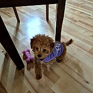 Piper is registered to the contest to win money with this photo: puppy, dog, small_dog, purple_shirt, wooden_floor, toy, pink_toy, indoor, flooring, chair_leg, pet, cute, fur, curious, standing, tail, looking_up, domestic_animal, canine, companion