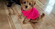 Piper is registered to the contest to win money with this photo: puppy, dog, pink_sweater, cute, pet, indoor, wooden_floor, small_dog, fur, sitting, adorable, looking_up, animal, companion, domestic_animal, cute_pet, fluffy, young_dog, bright_color, cozy