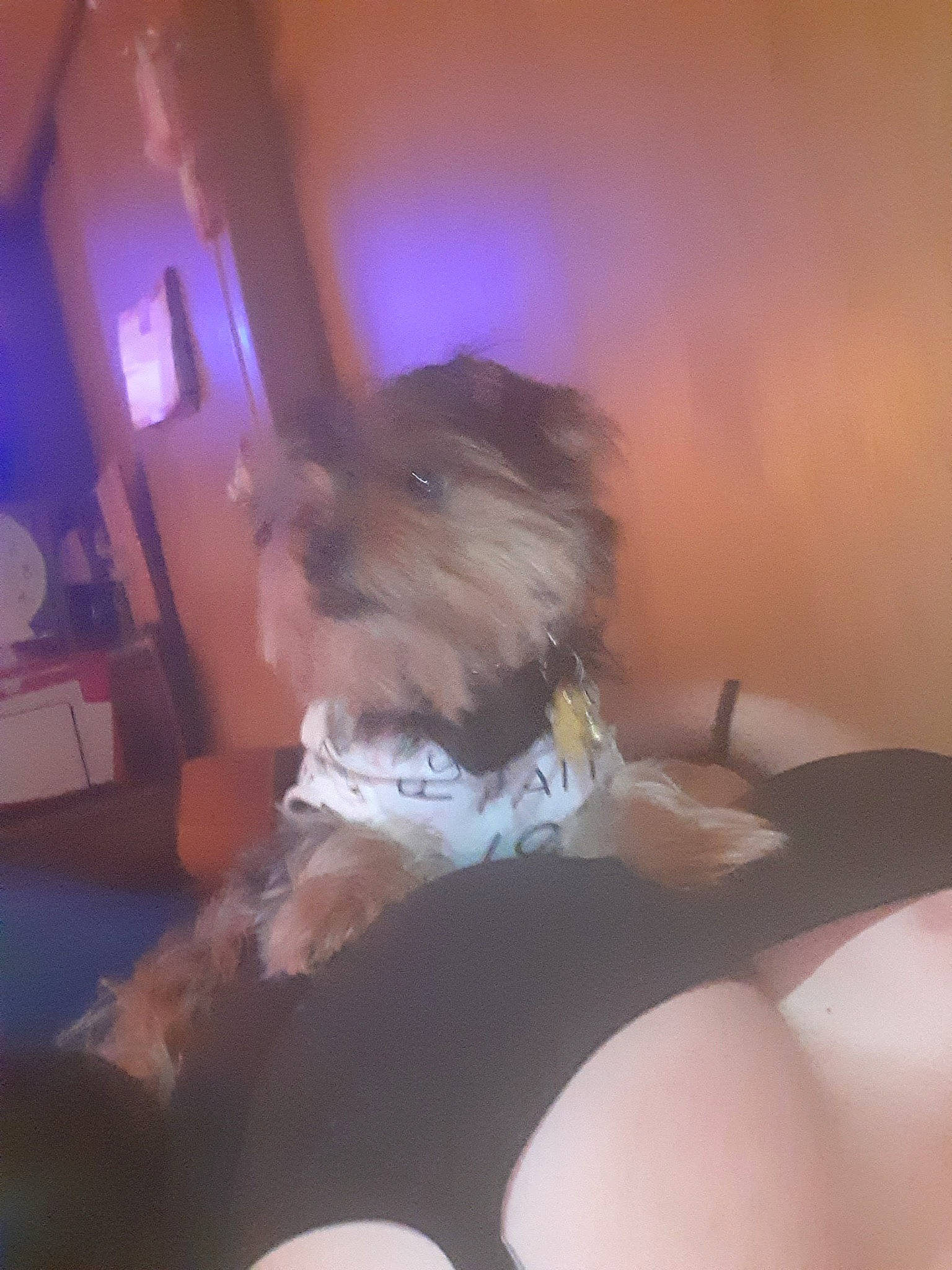 Emily joined the competition — help win amazing prizes! abdomen, canidae, carnivore, chair, comfort, companion_dog, dog, dog_breed, fawn, flooring, fun, fur, human_leg, knee, sitting, sporting_group, sportswear, tail, thigh, toy_dog