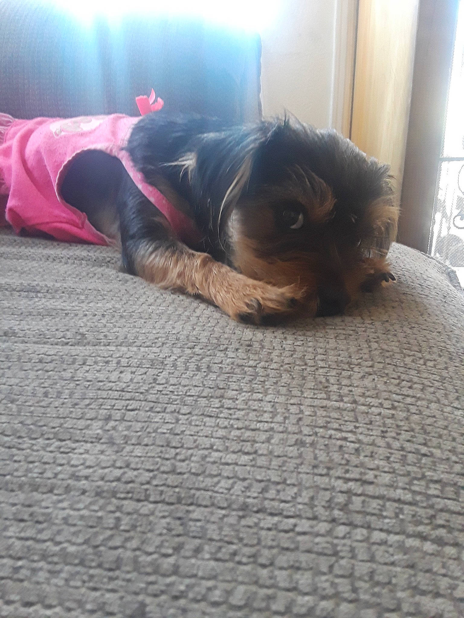 Emily is registered to the contest to win money with this photo: asphalt, carnivore, comfort, companion_dog, denim, floor, flooring, fur, grass, hardwood, human_body, human_leg, knee, leg, road_surface, sitting, thigh, tints_and_shades, whiskers, wood