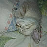 Ace a rejoint le concours — aidez-le/la à gagner de superbes lots ! kitten, sleeping, cat, animal, pet, feline, cute, fluffy, resting, cozy, striped, ear, blanket, indoor, closeup, adorable, young, fur, peaceful, nap