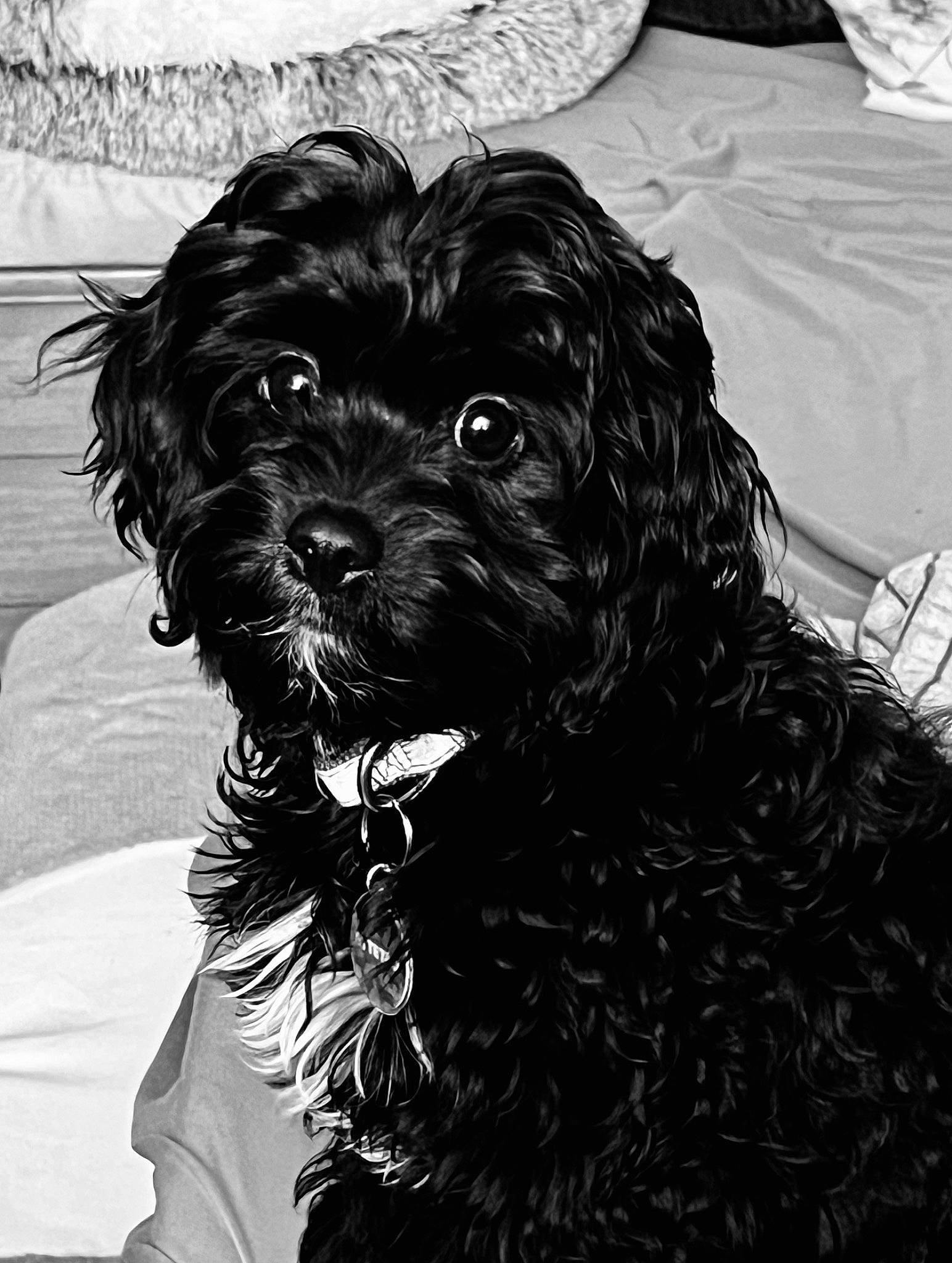Ariel is registered to the contest to win money with this photo: canidae, carnivore, companion_dog, dog, dog_breed, dog_collar, event, fur, monochrome, monochrome_photography, non_sporting_group, pattern, snout, sporting_group, terrestrial_animal, terrier, toy_dog, water_dog, working_animal, working_dog
