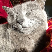 Boubouille participe au concours pour gagner de l'argent avec cette photo : cat, gray_cat, close_up, sleeping, pet, feline, fur, whiskers, face, animal, indoor, person_partially_visible, red_shirt, blanket, cozy, sunlight, relaxed, domestic_animal, cute, companion