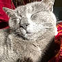 cat, gray_cat, close_up, sleeping, pet, feline, fur, whiskers, face, animal, indoor, person_partially_visible, red_shirt, blanket, cozy, sunlight, relaxed, domestic_animal, cute, companion