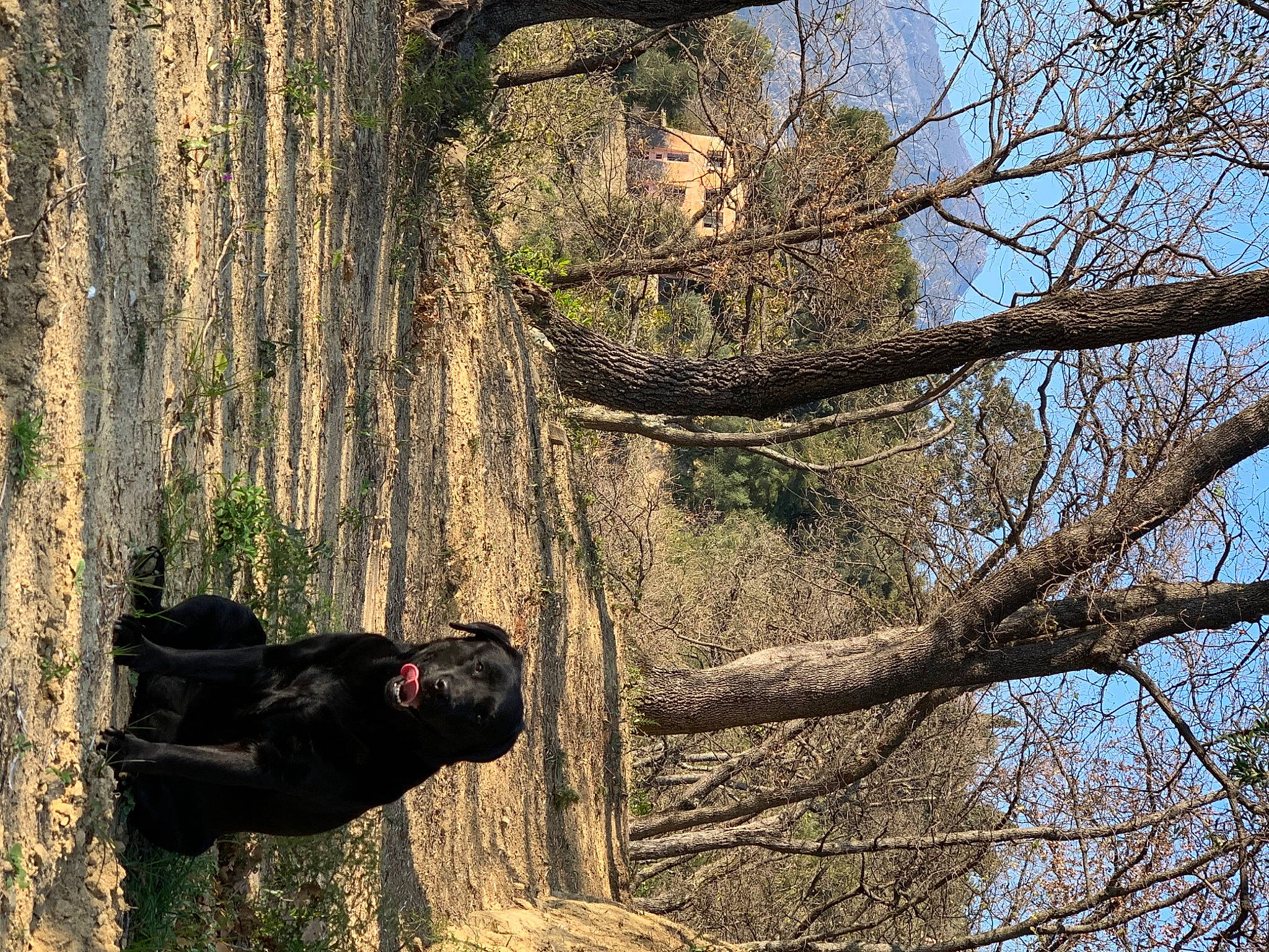 Fifi participe au concours pour gagner de l'argent avec cette photo : branch, forest, old_growth_forest, plant, tree, trunk, wood, woodland, woody_plant