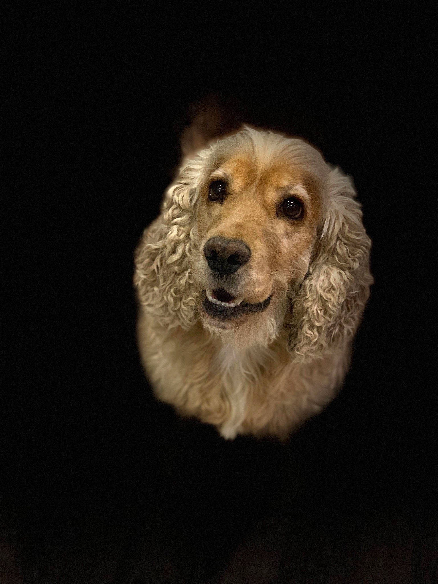 Heliot a rejoint le concours — aidez-le/la à gagner de superbes lots ! american_cocker_spaniel, canidae, carnivore, cocker_spaniel, companion_dog, dog, dog_breed, english_cocker_spaniel, fur, golden_retriever, mammal, puppy, rare_breed_dog, retriever, snout, spaniel, sporting_group, vertebrate