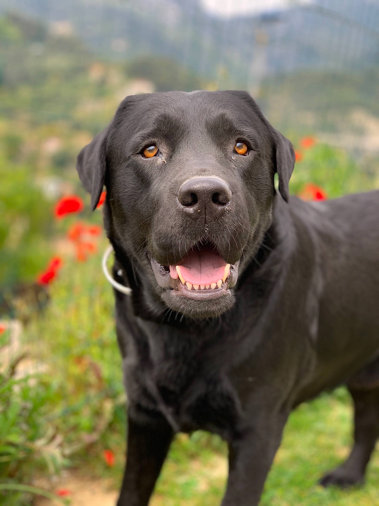Rocky participe au concours pour gagner de l'argent avec cette photo : blue_lacy, borador, canidae, carnivore, dog, dog_breed, hunting_dog, labrador_retriever, mammal, pointing_breed, retriever, snout, sporting_group, vertebrate