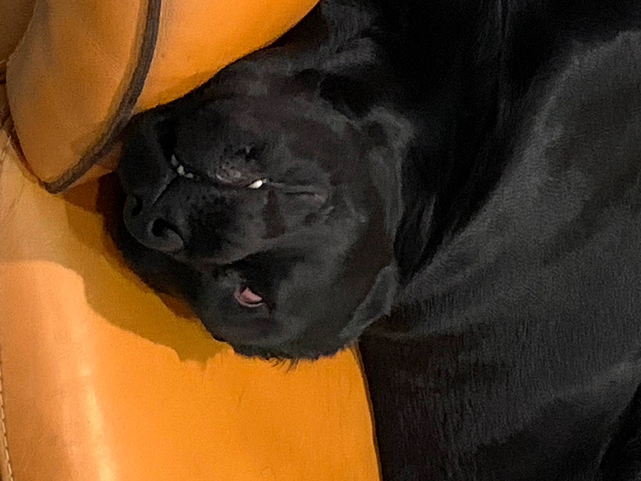 Rocky a rejoint le concours — aidez-le/la à gagner de superbes lots ! bandog, black, borador, cane_corso, canidae, carnivore, dog, dog_breed, fawn, guard_dog, labrador_retriever, non_sporting_group, nose, snout, sporting_group