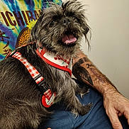 Nezuko joined the competition — help win amazing prizes! animal, black_fur, casual, companion, cute, dog, fur, hand, happy, harness, indoor, lap, person, pet, red, sitting, smiling, tattoo, tie_dye_shirt, white