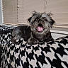 Nezuko is registered to the contest to win money with this photo: animal, blanket, canine, companion, cozy, cute, dog, domestic, expressive_face, fur, furry, houndstooth, indoor, mouth_open, pet, resting, sitting, small_dog, tongue, window_blinds