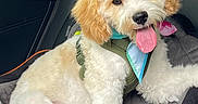 George is registered to the contest to win money with this photo: animal, bandana, canine, car_seat, comfort, cute, dog, fluffy, fur, happy, harness, inside_car, looking_at_camera, pet, pet_accessory, puppy, seatbelt, sitting, tongue_out, travel