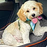 dog, puppy, car_seat, harness, bandana, tongue_out, fluffy, pet, animal, cute, happy, inside_car, seatbelt, canine, fur, pet_accessory, comfort, looking_at_camera, sitting, travel