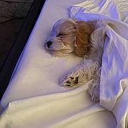 George joined the competition — help win amazing prizes! animal, bed, blanket, blanket_wrapped, calm, comfort, cozy, cute, dog, fur, fur_texture, indoors, nap, paw, peaceful, pet, resting, sleeping, soft_lighting, white_bed