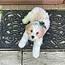 George is registered to the contest to win money with this photo: adorable, animal, companion, curly_fur, cute, dog, domestic_animal, door, doormat, fluffy, front_door, looking_up, outdoor, pet, playful, puppy, small_dog, tan_fur, white_fur, wooden_floor