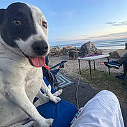 Yumi is registered to the contest to win money with this photo: dog, black_and_white, tongue_out, chair, beach, rocks, folding_table, outdoor, sunset, happy, pet, grass, person_leg, casual_clothing, relaxing, ocean, sky, recreational, vacation, nature
