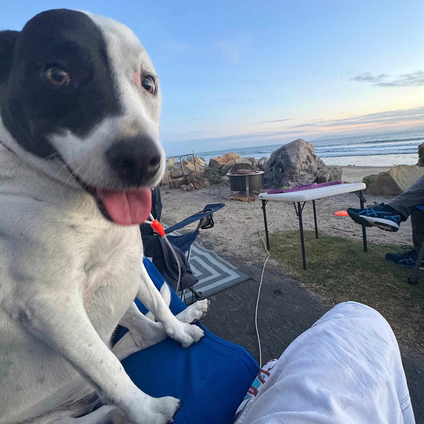 Yumi is registered to the contest to win money with this photo: dog, black_and_white, tongue_out, chair, beach, rocks, folding_table, outdoor, sunset, happy, pet, grass, person_leg, casual_clothing, relaxing, ocean, sky, recreational, vacation, nature