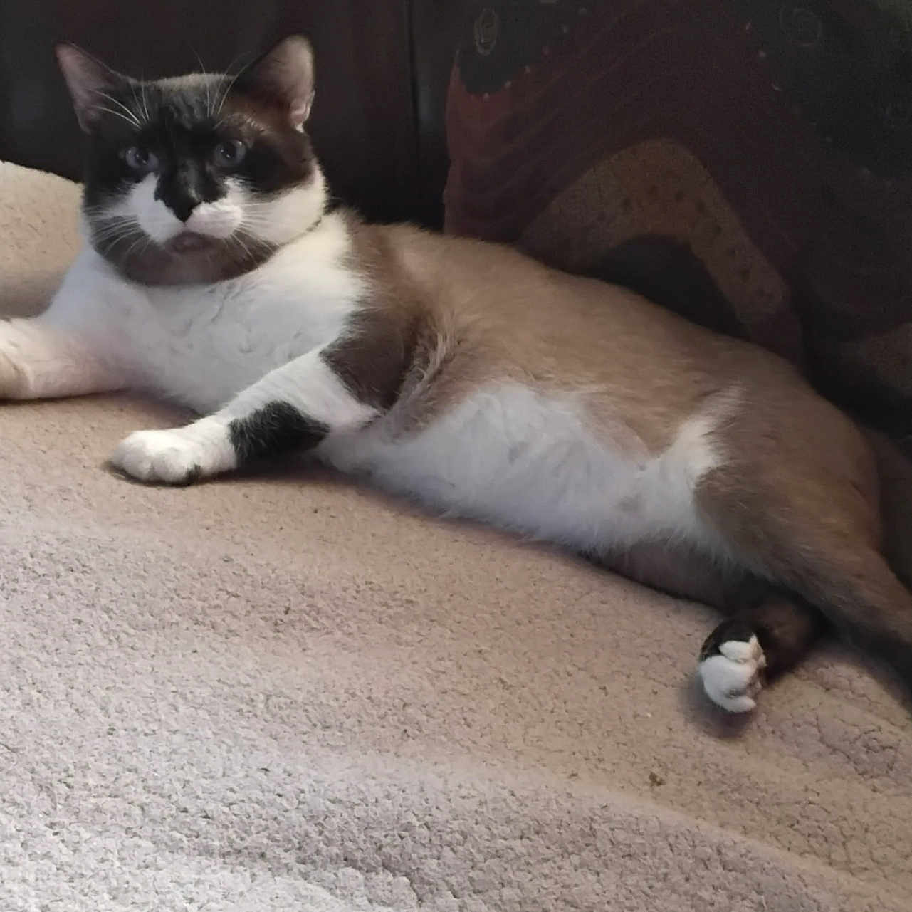 Flokie joined the competition — help win amazing prizes! animal, black, blanket, brown, cat, couch, cozy, ears, face, fur, furniture, indoor, looking, lying_down, paw, pet, relaxed, resting, whiskers, white