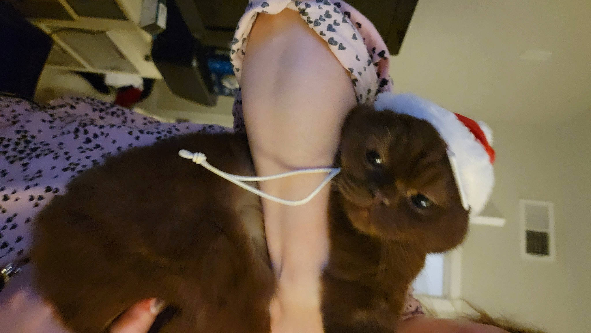 Rosie Pérez joined the competition — help win amazing prizes! carnivore, cat, companion_dog, dog_breed, domestic_short_haired_cat, eyewear, fashion_accessory, fawn, felidae, fur, gesture, hat, human_leg, jewellery, small_to_medium_sized_cats, snout, tail, thigh, whiskers, working_animal