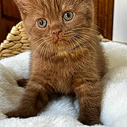Walter Cronkite is registered to the contest to win money with this photo: animal, basket, brown_fur, cat, cozy, curious, cute, ears, eyes, feline, fluffy, indoor, kitten, pet, portrait, resting, small, soft_blanket, whiskers, young